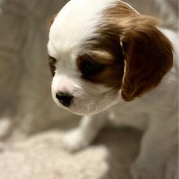 Sally - Blenheim female Cavalier King Charles Spaniel puppy in Tahlequah, Oklahoma from Love Some Dogs Dachshunds & Cavalier King Charles Spaniels,Cavapoos
