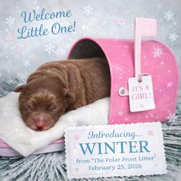 Winter - Red female Australian Shepherd puppy in Dalton, Georgia from Furtabulous Paws Australian Shepherds & Border Collies