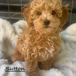 Sutton - Red  male Poodle puppy in Traverse City, Michigan from Riyem Wildflower Farms
