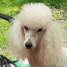 Bay - Poodle