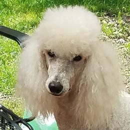 Bay - Poodle