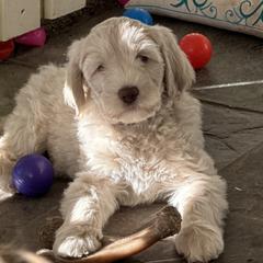 Australian Cobberdog Puppies from Mud Pies Australian Cobberdogs