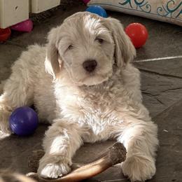Australian Cobberdog Puppies from Mud Pies Australian Cobberdogs