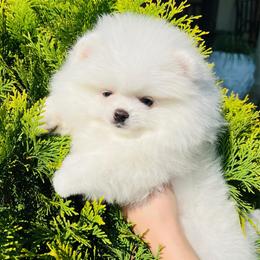 Ice - White male Pomeranian puppy in Hot Springs, Arkansas from Pomeranian Empire