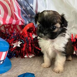 Queen B - Tricolor female Shih Tzu puppy in Denton, Maryland from Little Lions the Shih Tzu Kingdom