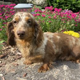 Sooner - Dachshund