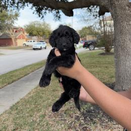 Howard - Black male Goldendoodle puppy in Humble, Texas from Simply Dane Doodles