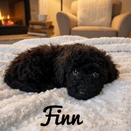 Finn - Phantom male Goldendoodle puppy in Warrensburg, Missouri from Supreme Doodles