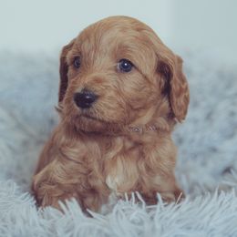 Goldendoodle Puppies from Abner Creek Doodles