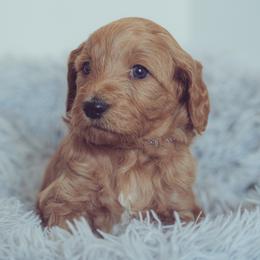 Goldendoodle Puppies from Abner Creek Doodles