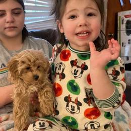 Maltese, Maltipoos, and Poodles from C&Js Tiny Toys