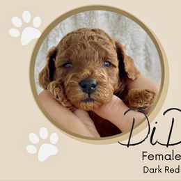 Goldendoodle Puppies from WW Doodles