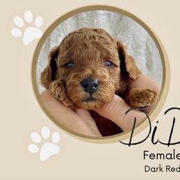 Goldendoodle Puppies from WW Doodles