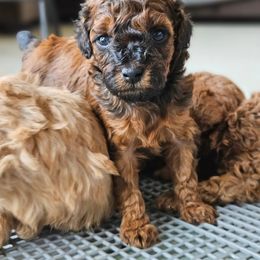 Poodle Puppies from Sankofa Kennel Club