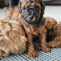 Poodle Puppies from Sankofa Kennel Club