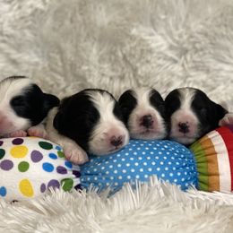 Border Collie Puppies from Embrace Border Collies