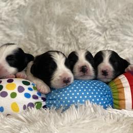 Border Collie Puppies from Embrace Border Collies