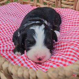 Summer - Tri-color female Bernedoodle puppy in Russell Springs, Kentucky from 270 Doodles