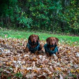 Vizslas from Pantana Kennels