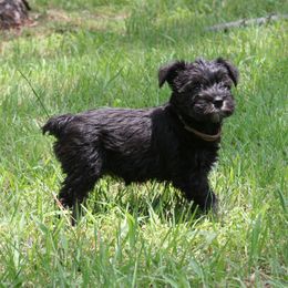 Miniature Schnauzer Puppies from SSPuppy - Sophisticated Schnauzers