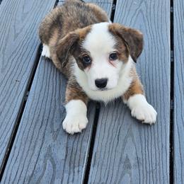 Brindle boy - Brindle and white male Cardigan Welsh Corgi puppy in Middleport, New York from AroHawk Corgis