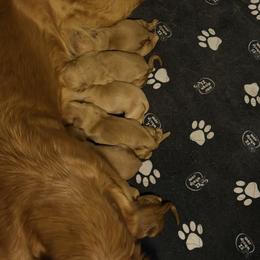 4th pick male - Golden male Golden Retriever puppy in Trenton, Florida from Brilliant Golden Furry Tails