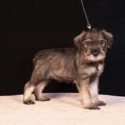 Yellow - Pepper and salt female Standard Schnauzer puppy in Pismo Beach, California from Amandus Standard Schnauzers
