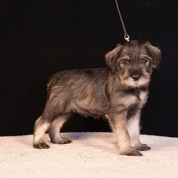 Yellow - Pepper and salt female Standard Schnauzer puppy in Pismo Beach, California from Amandus Standard Schnauzers