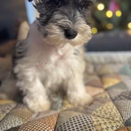 Chugga (Chugga Chugga ChooChoo) - Salt and pepper male Miniature Schnauzer puppy in Jefferson, Oregon from Whiskey Meadows Miniature Schnauzers