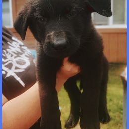 German Shepherd Puppies from Black Beauty Shepherds