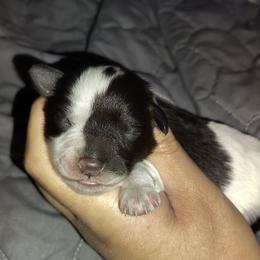 Liver parti - Parti female Miniature Schnauzer puppy in Florida from Central Florida Schnauzers