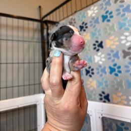 Male 1 - Merle male Bernedoodle puppy in Rising Sun, Indiana from Ruby Lane Doodles