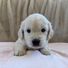 Pink Female - Light golden female Golden Retriever puppy in Roseburg, Oregon from Unbound Goldens