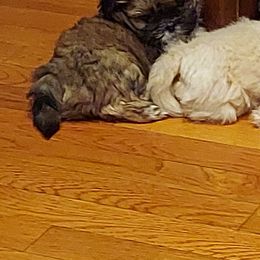 Shih Tzu Puppies from N.F.S.T Imperial ShihTzu Puppies.