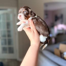 Aphrodite - Chocolate female Cavapoo puppy in Spring Hill, Florida from Parisian Puppies