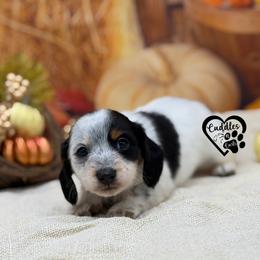 Split - Piebald male Dachshund puppy in Nashville, Arkansas from Cuddles n Curls