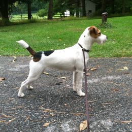 Osha - Jack Russell Terrier