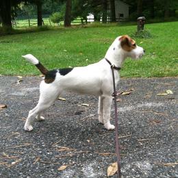 Osha - Jack Russell Terrier