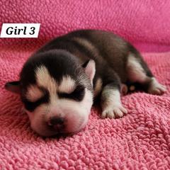 Girl 3 - Black and white female Siberian Husky puppy in Grayson, Kentucky from Kentucky Huskies