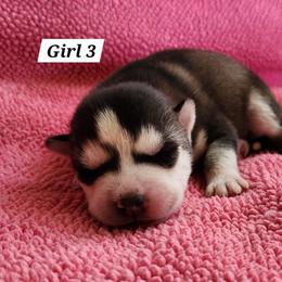Girl 3 - Black and white female Siberian Husky puppy in Grayson, Kentucky from Kentucky Huskies