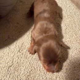 Bella - Dapple female Dachshund puppy in Birchtree, Missouri from Cruzan Dachshunds