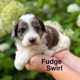 Girl 3 - Parti female Goldendoodle puppy in Newark, Ohio from Valleydayle Doodles and Wheatens