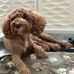 Cavapoo Puppies from Heritage Home Cavapoos