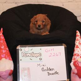 Goldendoodle and Poodle Puppies from Partridge Doodles and Poodles