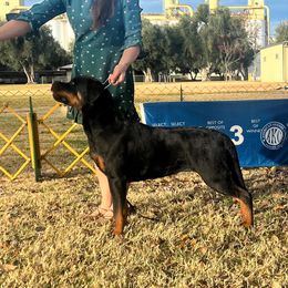 Rottweiler All Grown Up from Rottweiler vom Hause Wolf