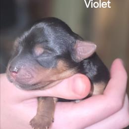 Violet - Black and tan female Yorkshire Terrier puppy in San Angelo, Texas from Eleventyseven Yorkies