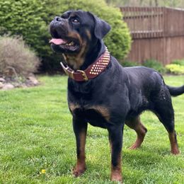 Electra - Rottweiler