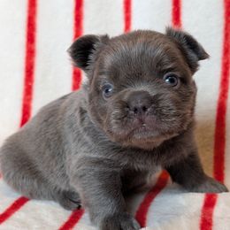 Boy 4 - Blue male French Bulldog puppy in Battle Ground, Washington from Ferguson's Bulldogs