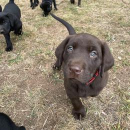 Labrador Retriever Puppies from Oakley's Mountain Top Kennel