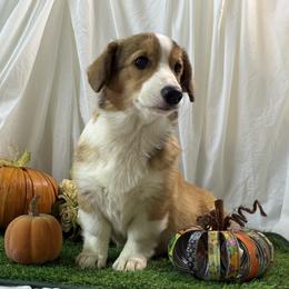 Girl 3 - Red female Pembroke Welsh Corgi puppy in Moulton, Alabama from Reed's Pembroke Corgi Welsh